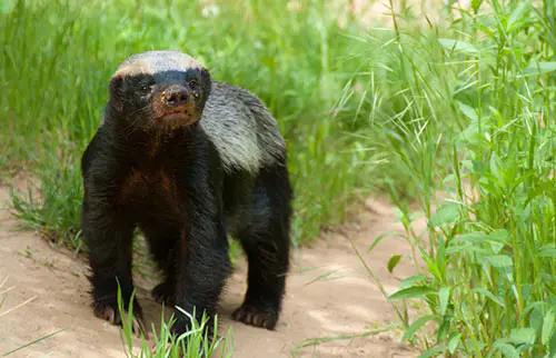 平头哥蜜獾：可爱但凶猛的小哺乳动物