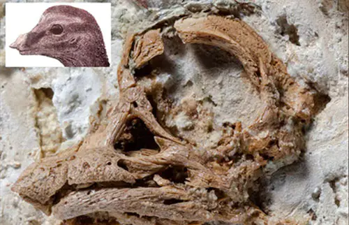 长颈恐龙胚胎揭示了奇怪的鼻子角