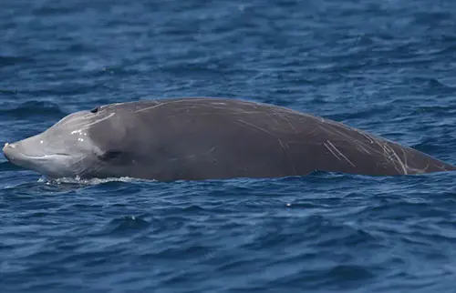 喙鲸可以屏住呼吸3个小时以上（可能更长）