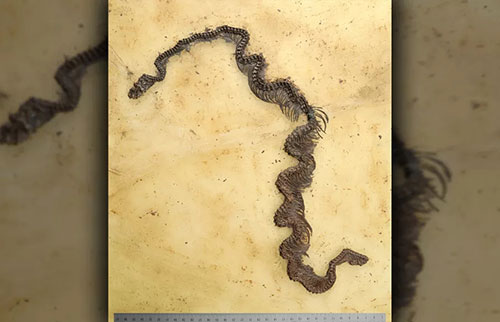 出土世界上最古老的蟒蛇化石