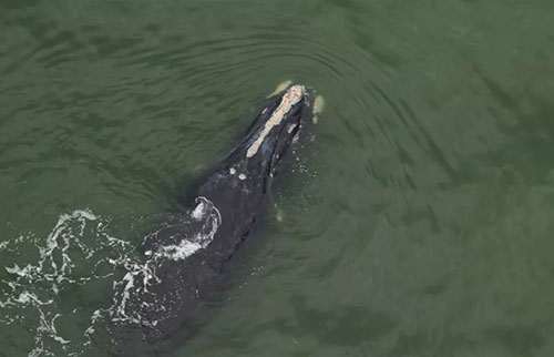 发现世界上最濒危的大鲸鱼