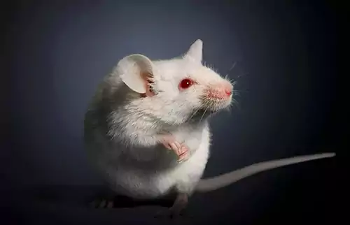 小白鼠实验：压力如何阻止头发生长
