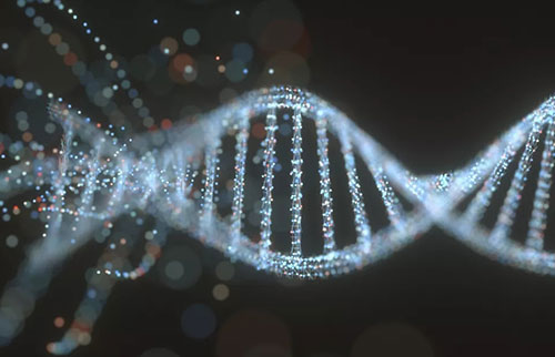 神秘蛋白质使人类DNA变形为不同形状