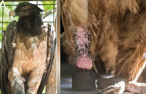 世界上第一只仿生秃鹫诞生