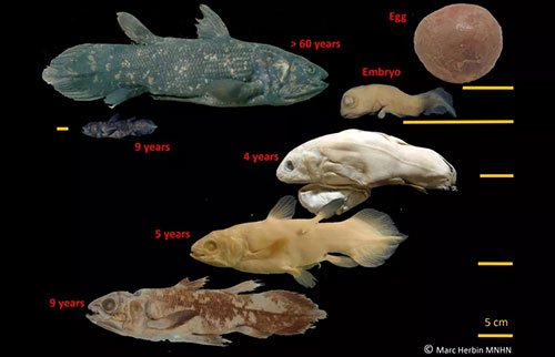 这种“古老”的怪物鱼可能活100年