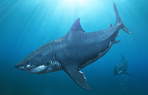 世界上最大的鲨鱼