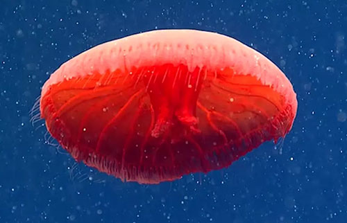 神秘的血红色水母可能是科学界未知的稀有物种