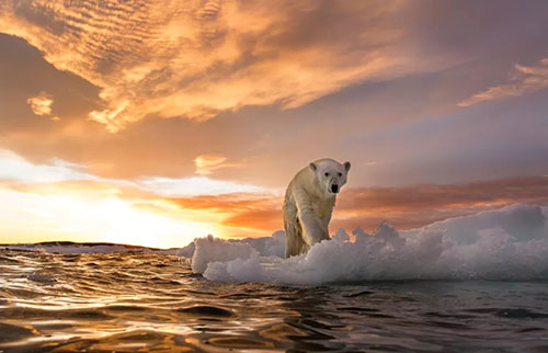 科学家预测北极熊可能在本世纪末消失