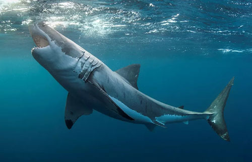 大白鲨看不出人和猎物的区别