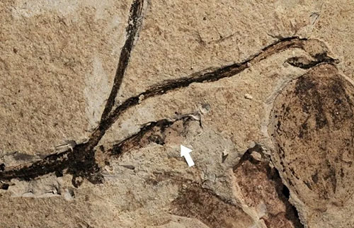 1.64亿年前的植物化石是最古老的花蕾例子