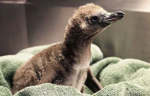 同性企鹅在纽约动物园孵化第一只小企鹅