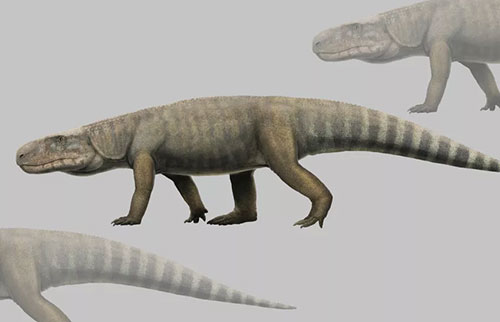 2.4亿年前的“鳄鱼兽”是同类中最大的动物之一