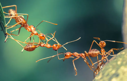 蚂蚁闻起来是什么味道？