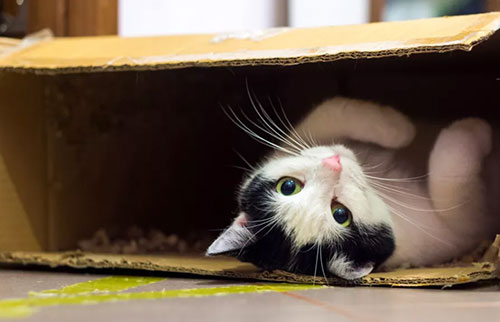 为什么猫这么喜欢盒子？