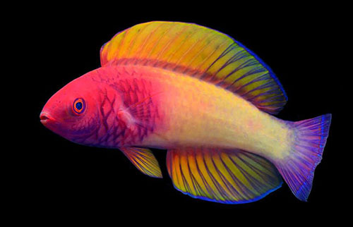 科学家们在“暮光礁”中发现了美丽的新彩虹鱼