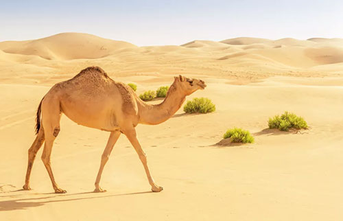骆驼在沙漠里吃什么？