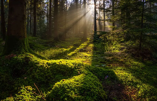地球上最早的森林是什么时候出现的？